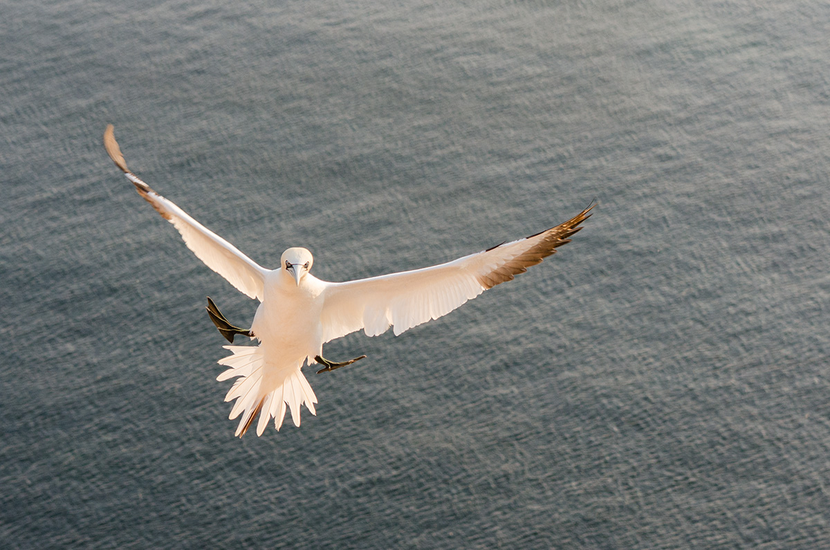 Basstölpel im Flug